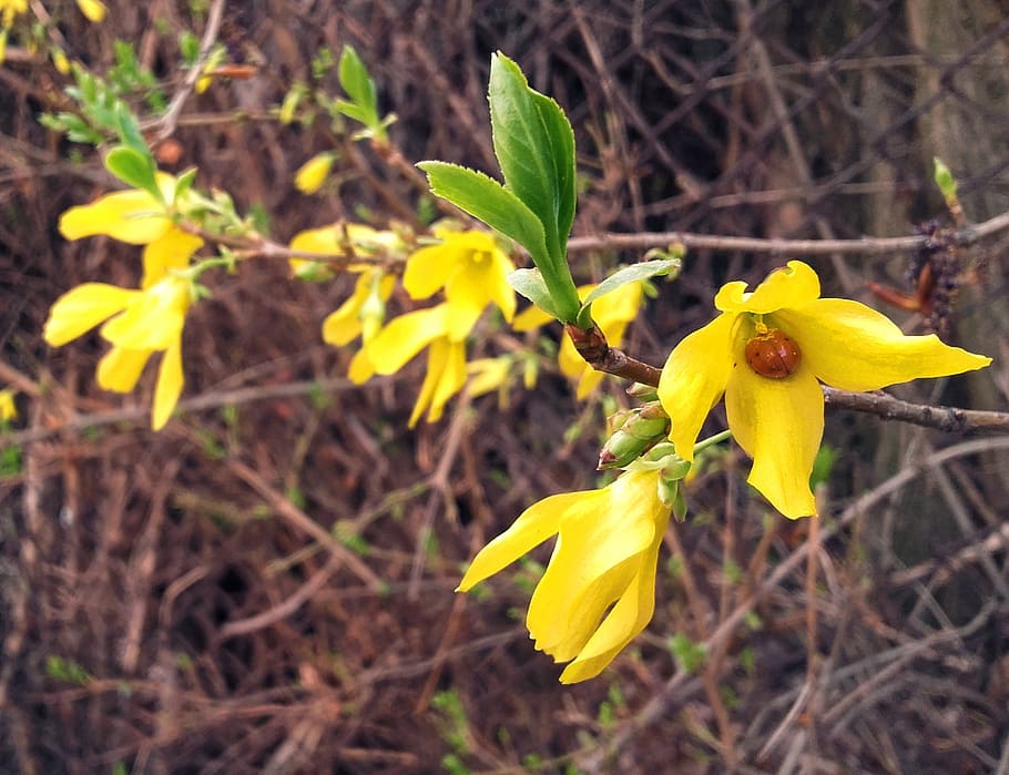 forsythia, ladybug, spring, insect, yellow, flower, blossoming, forsycje, nature, plant