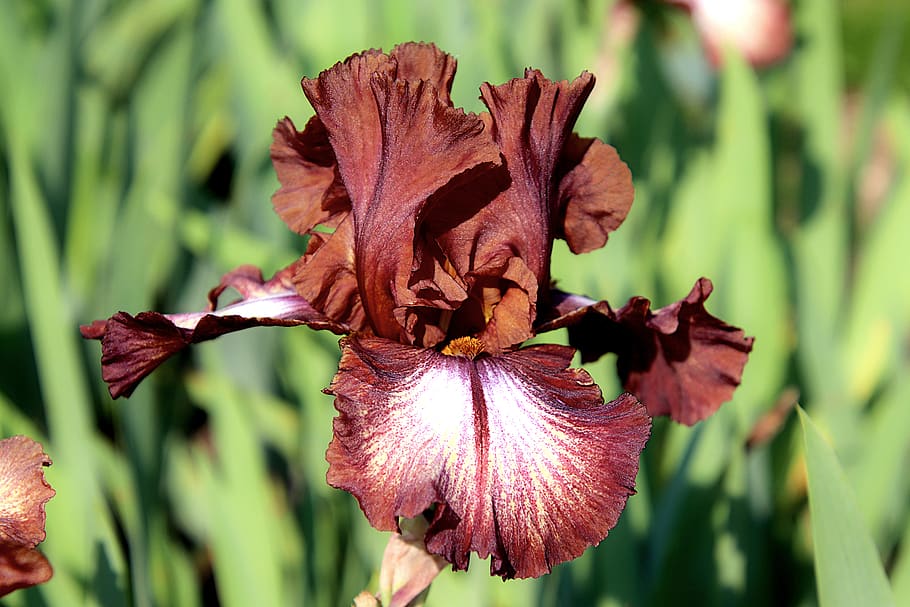 iris, chocolate color, refined, rare, beauty, plants, flowers, garden, gardening, horticulture