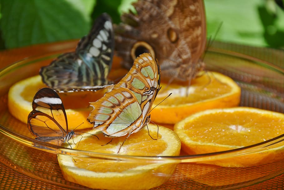 macro photography, three, butterflies, citrus, fruits, feeding, butterfly house, orange, butterfly, wing