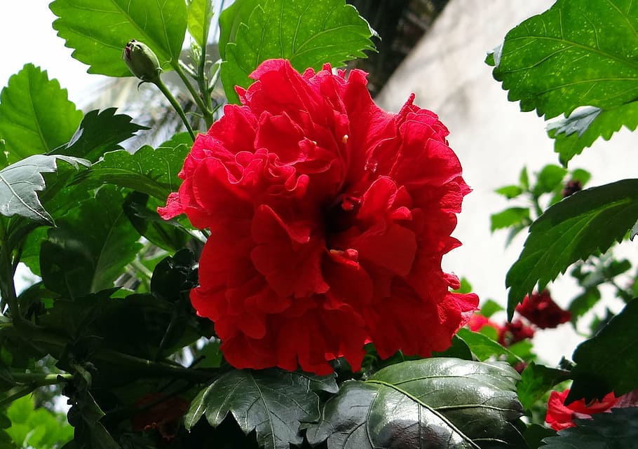 rosa da china, hibisco duplo, rosa sinensis, flor de sapato, flor, vermelho, flora, karnataka, índia, planta