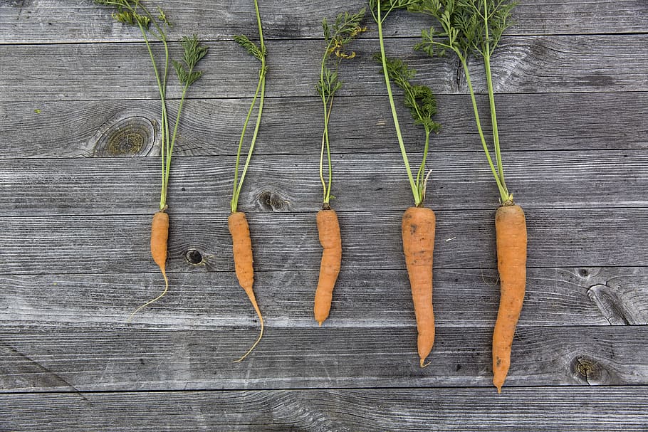 five, carrots, top, gray, wooden, surface, vegetables, harvest, cultivation, thanksgiving