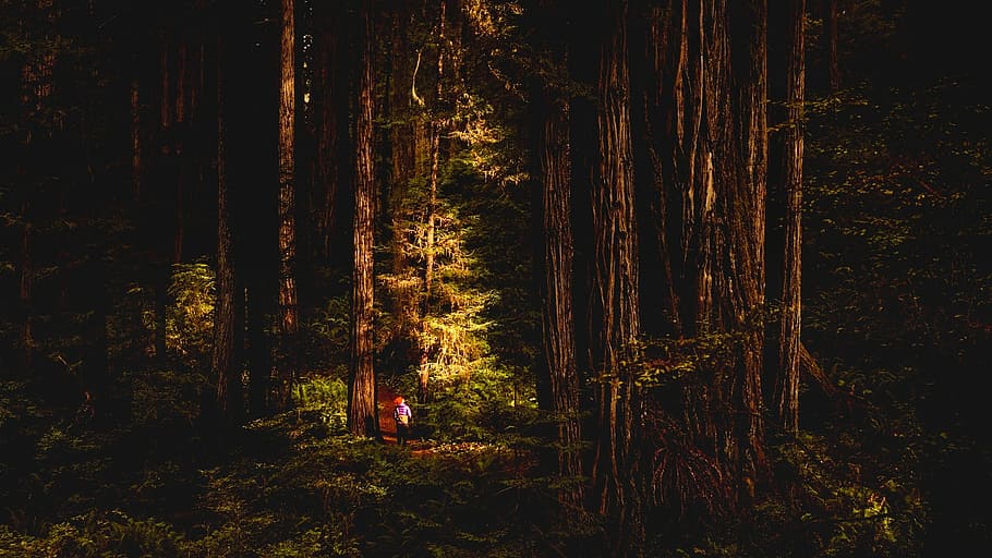 silhouette photography, forest, Redwoods, California, Landscape, Tourism, trees, woods, nature, outdoors