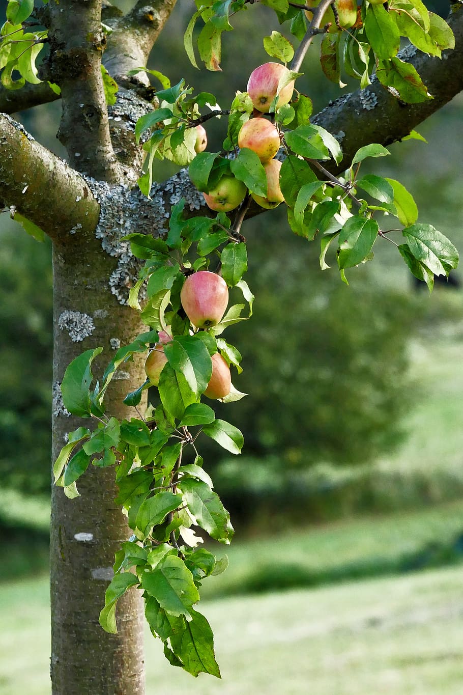 apple tree, apple, nature, healthy, ripe, delicious, red, vitamins, fruit, apfelernte