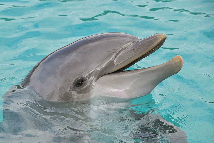 fotografia de close-up, cinza, golfinho, água, retrato, feliz, mamífero marinho, cetáceo, azul, nadar