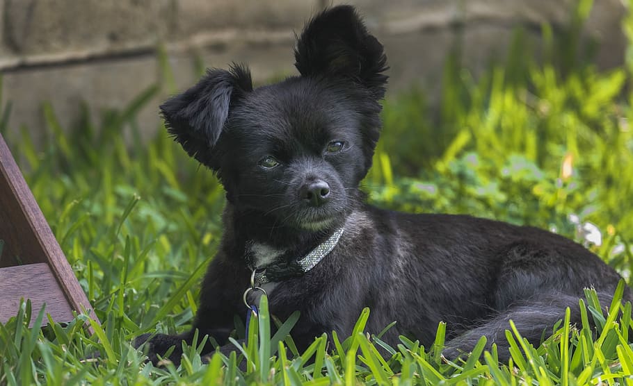 black, puppy, grass field, daytime, animal, grass, dog, cute, mammal, canine