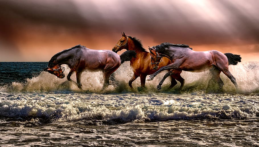 three, galloping, horses, body, water, animal, fauna, nature, cavalry, sea