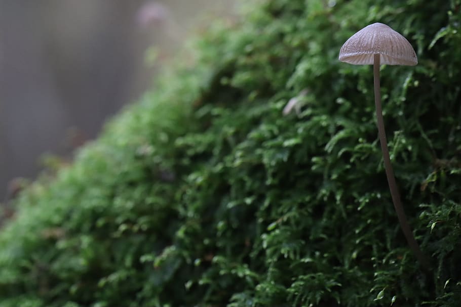 mushroom, nature, forest, autumn, green, plant, growth, green color, selective focus, fungus
