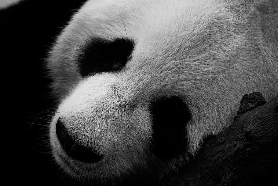 panda, lindo, mamífero, animal, zoológico, oso, mundo animal, en peligro de extinción, animales, ojos
