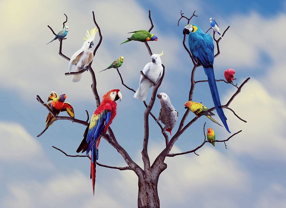 leafless tree, Parrots, Birds, Colors, Color, Animal, nature, animals, zoo, background