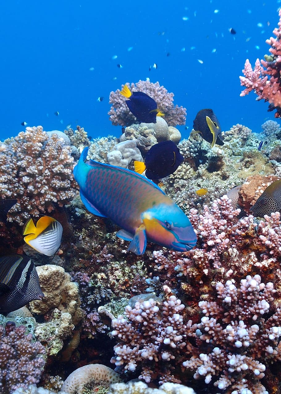 surtido, peces, al lado, corales, egipto, buceo, mar rojo, submarino, mar, coral