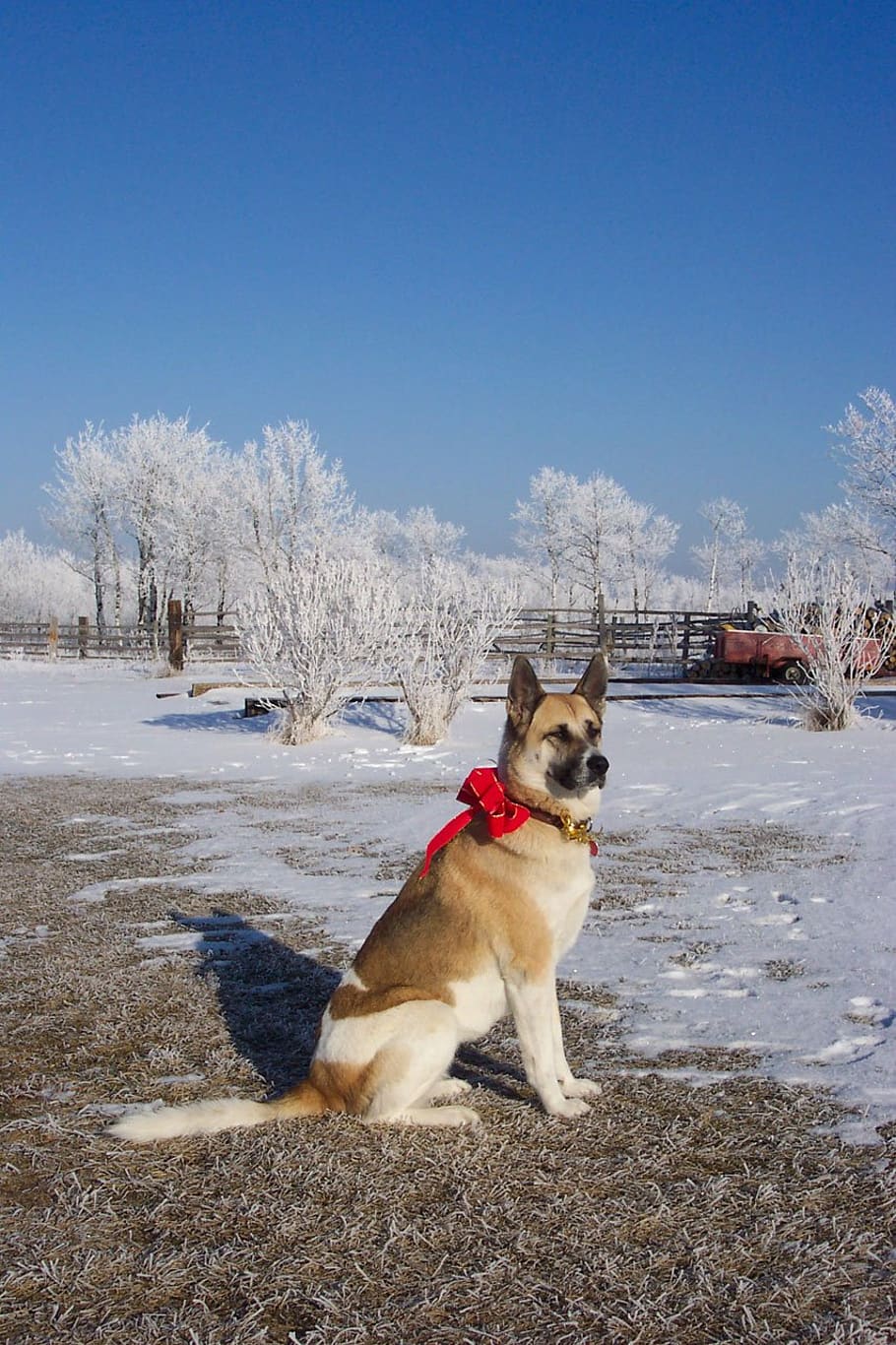 anjing, akita, shepard, merah, busur, natal, musim dingin, dingin, salju, satu binatang