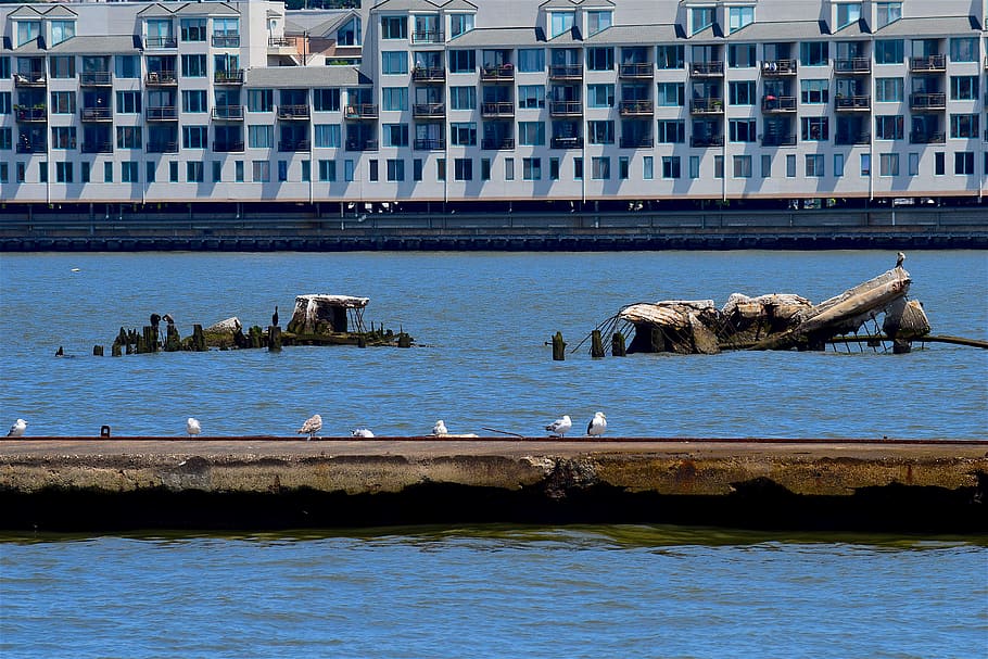 dock, harbor, sea gulls, water, pier, buildings, old, abandoned, coast, outdoor
