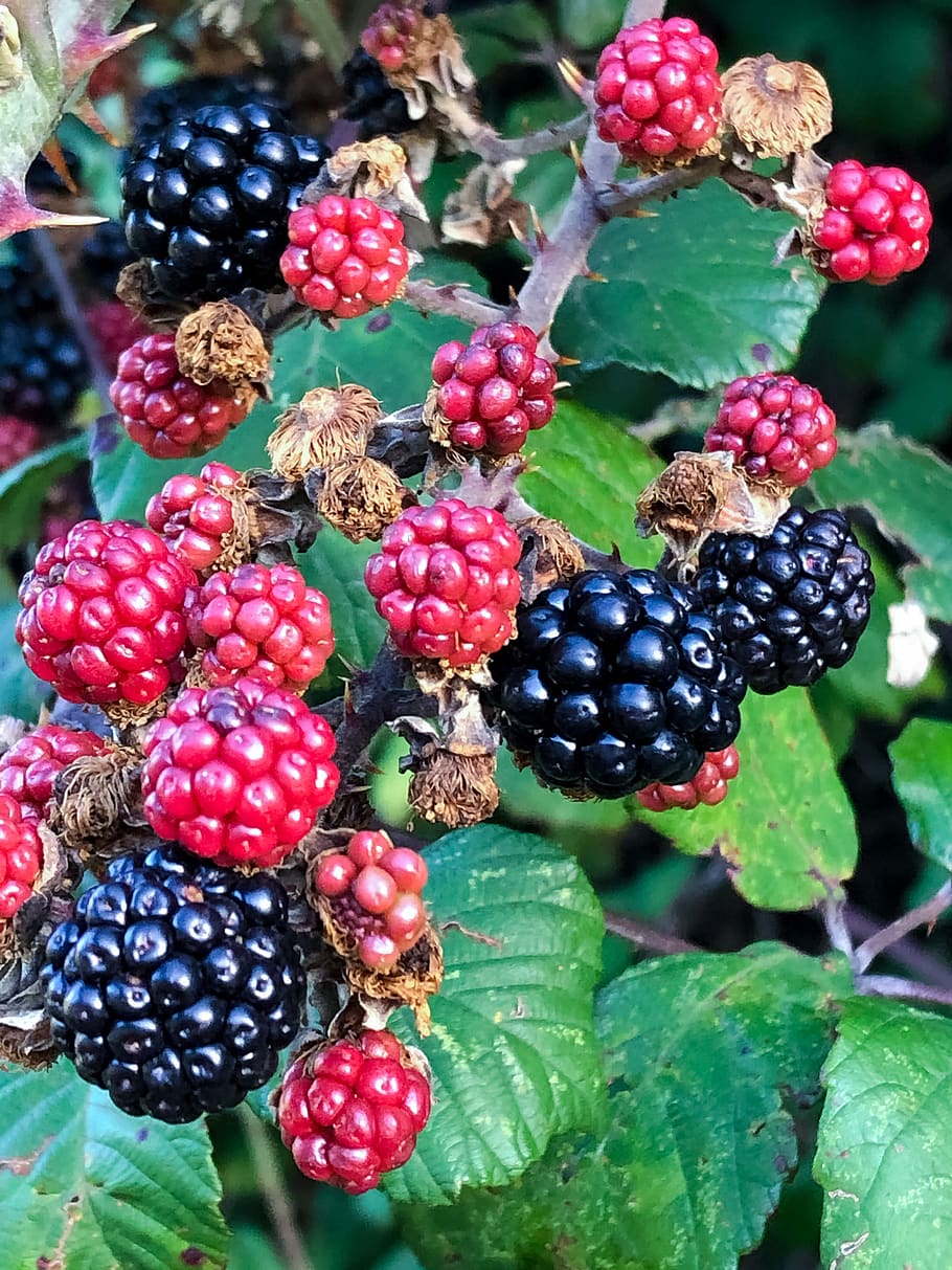 autumn, fruit, blackberry, healthy, fresh, delicious, ripe, agriculture, plant, branch