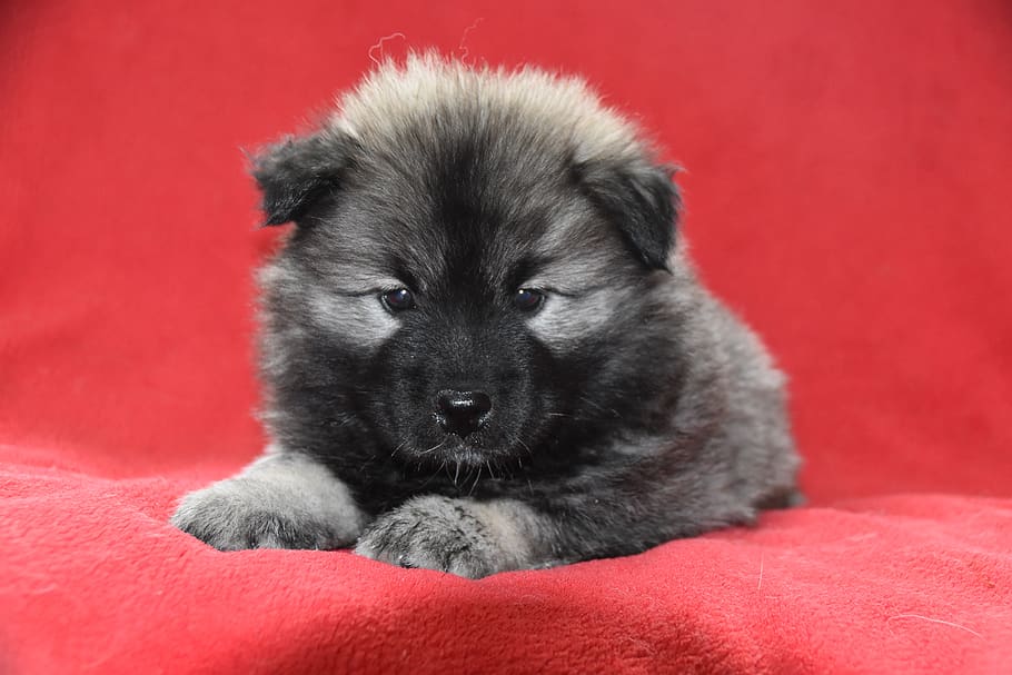dog, puppy, young dog eurasier, dog lying, animal, doggie, adorable, eurasier puppy, dog phalko, color gray with black overlay