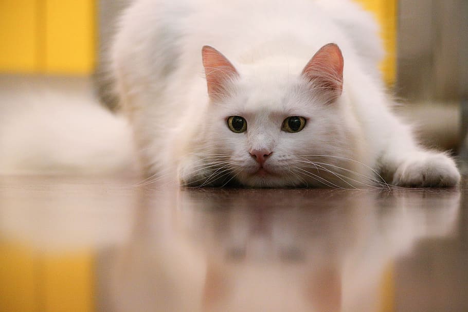 closeup, white, cat, white cat, animal, pet, play, hunting, pets, domestic Cat