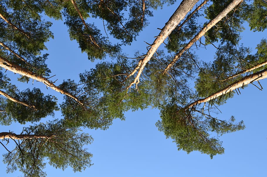 nature, pine, view from the bottom, spring, sky, trees, forest, tree, plant, low angle view