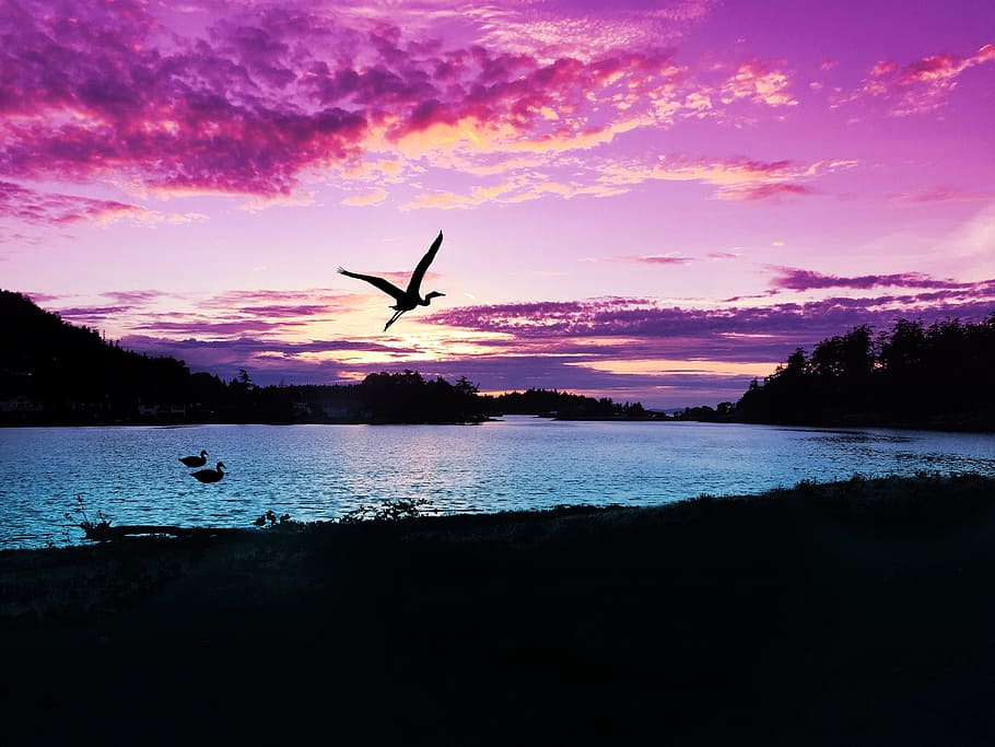 silhouette photography, bird, trees, body, water, sunset, sunsets, sky, nature, landscape