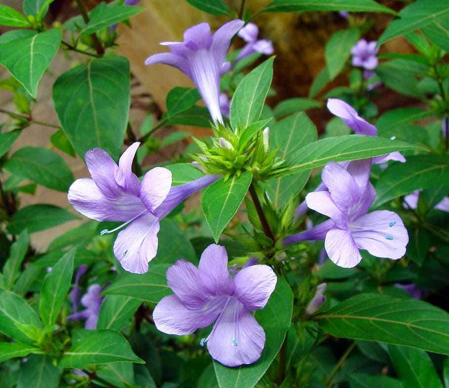 philippine violet, Crested, Philippine, Violet, Flower, crested philippine violet, vajra danti, koilekha, dharwad, india