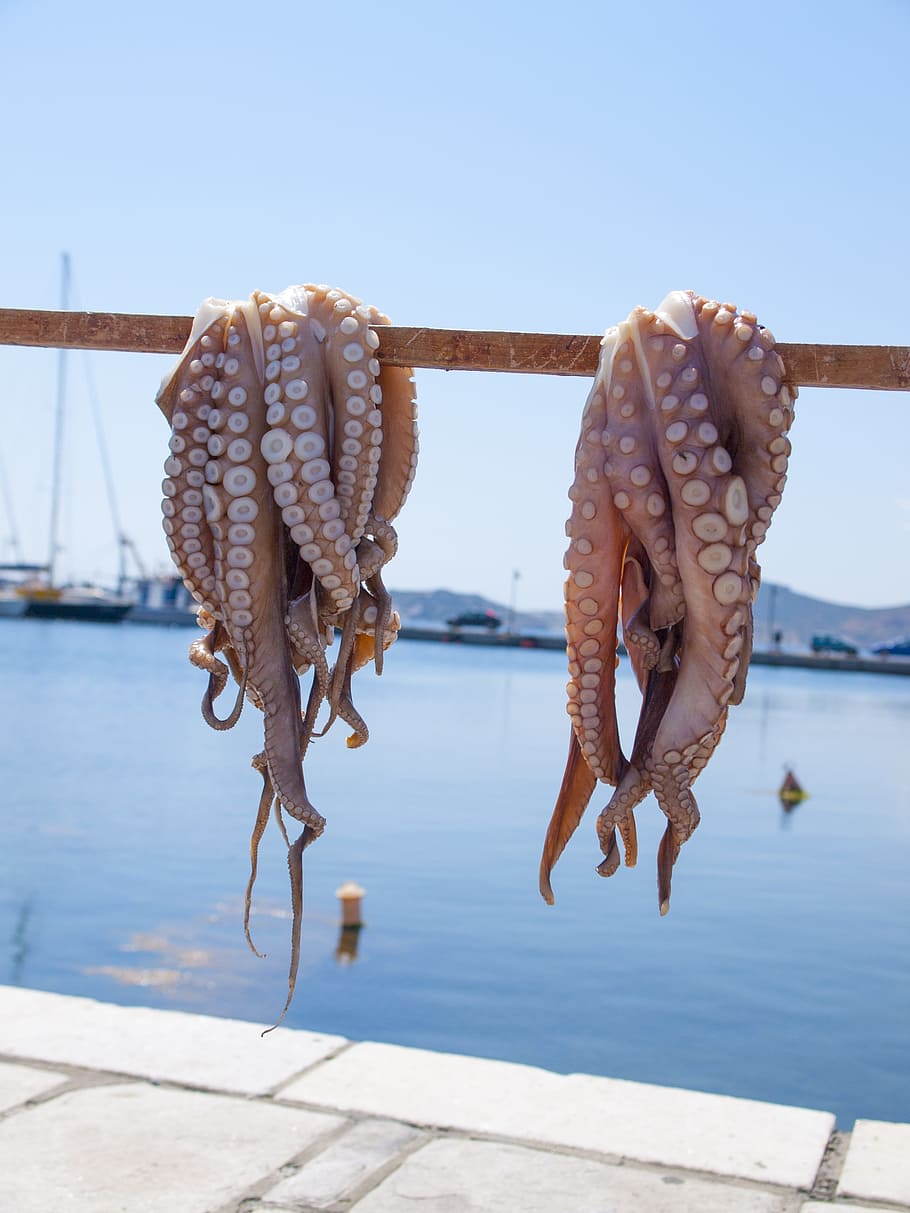 Pulpo, Mar, Naxos, Grecia, colgando, secado, mariscos, pescado, tentáculo, agua