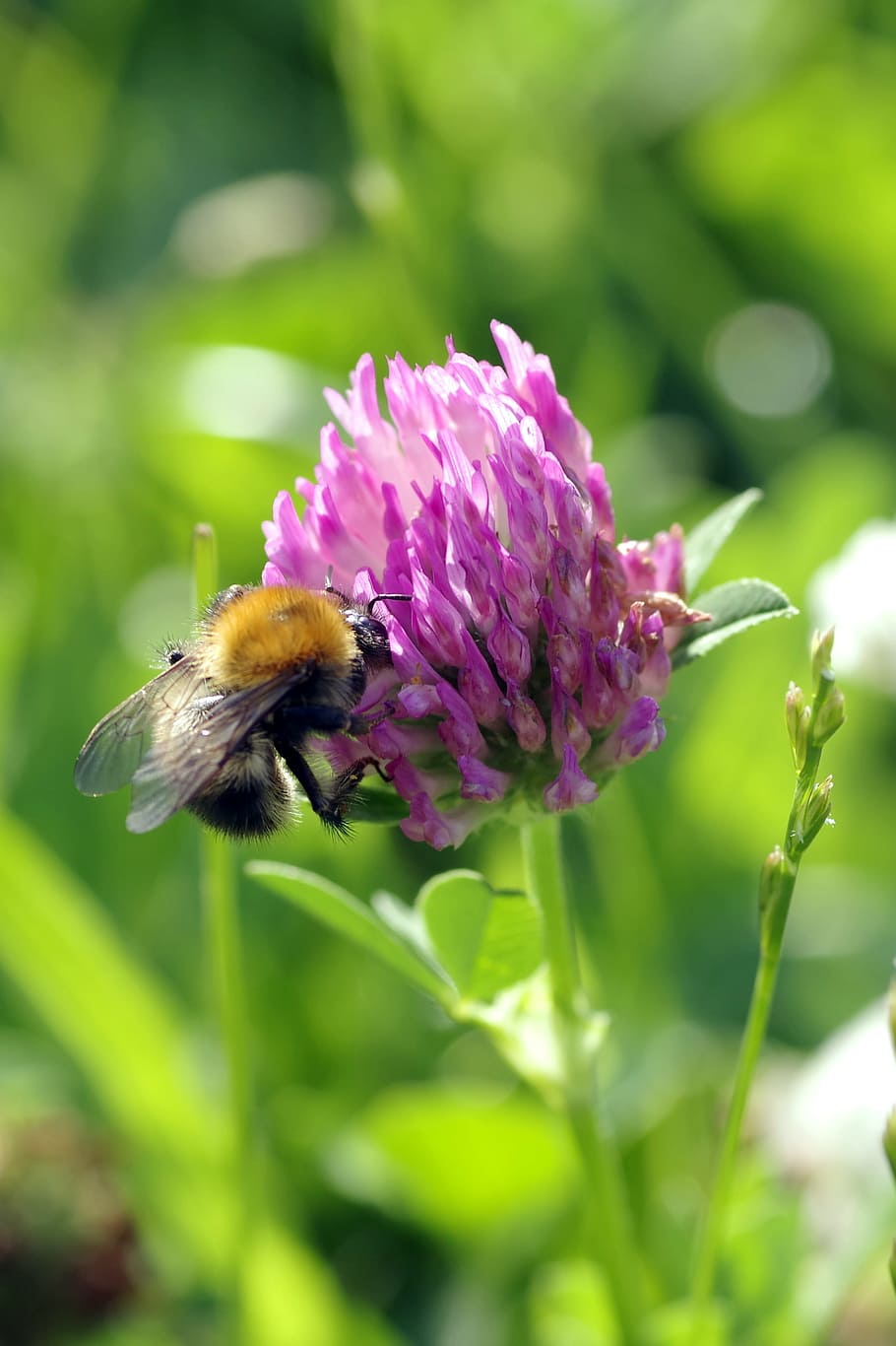 bee, insect, pollinate, clover, red, blue, violet, flower, fodder plant, a flower of the field