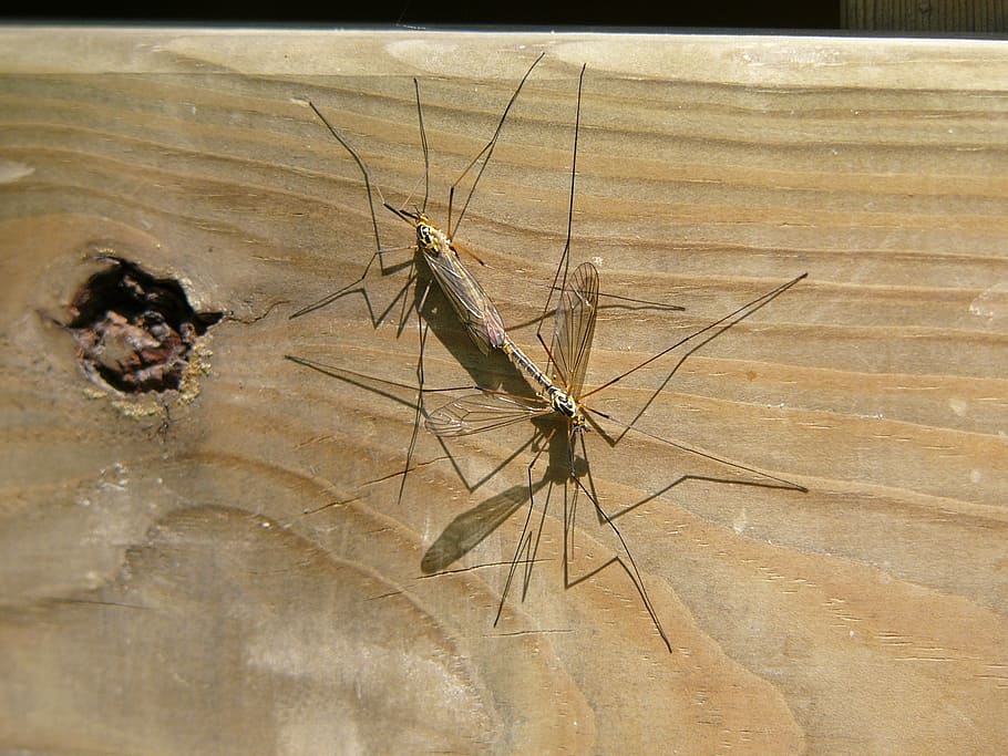 mosquito, love, coupling, nature, wood, reproduction, couple, insects, animal themes, insect