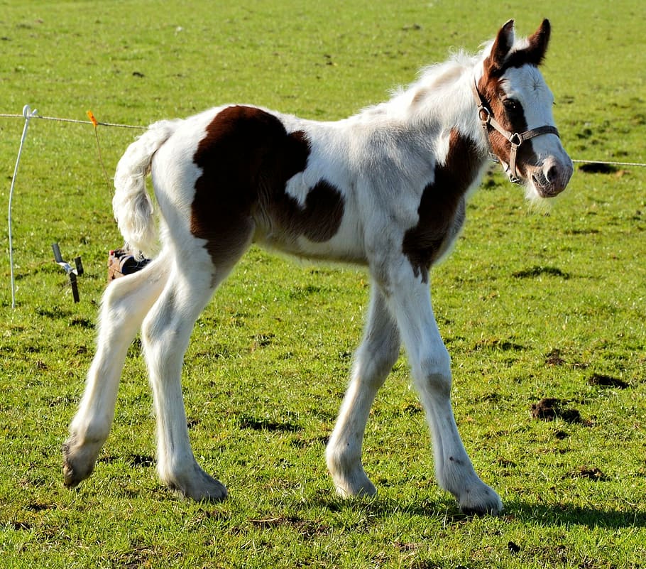 black and white foals