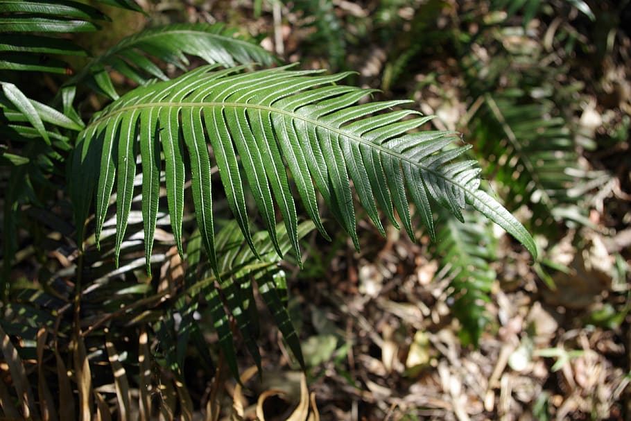 fern, mountain, high-altitude, green, landscape, nature, forest, plant, foliage, south africa