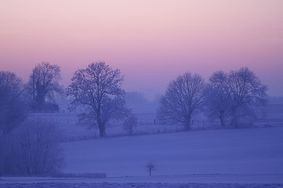 snowy, trees, ground, winter, dawn, tree, fog, nature, cold, snow