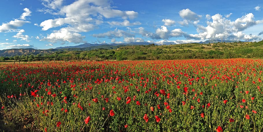 poppies, poppy, field, mountains, red, bulgaria, countryside, colorful, agriculture, blooming