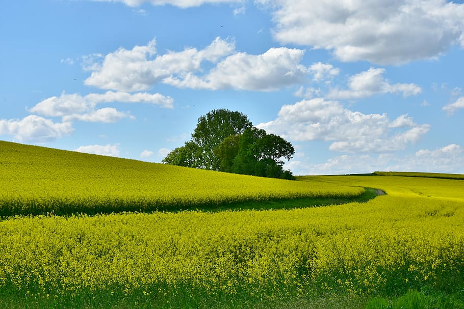 landscape photography, green, grass, agriculture, field, landscape, panorama, oilseed rape, nature, spring