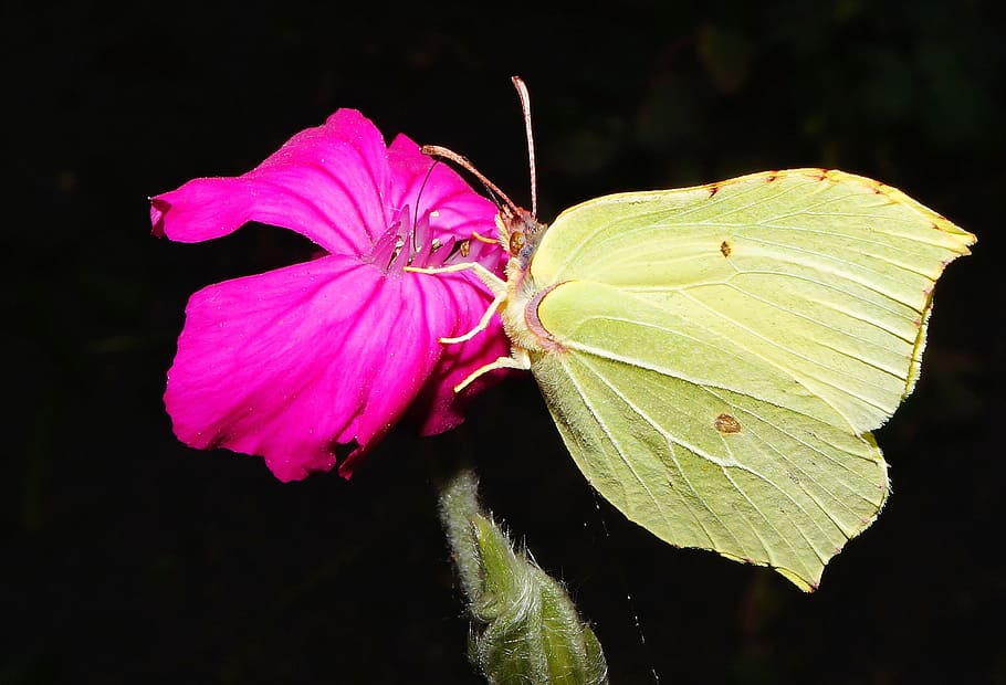 gonepteryx rhamni, mariposa, verde, flor, floración, verano, cerrar, mariposas, colorido, color