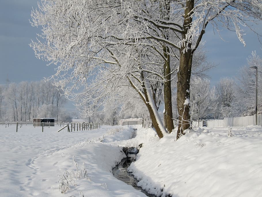 inverno, neve, frio, nevado, água corrente, temperatura fria, árvore, cobertura, plantar, cor branca