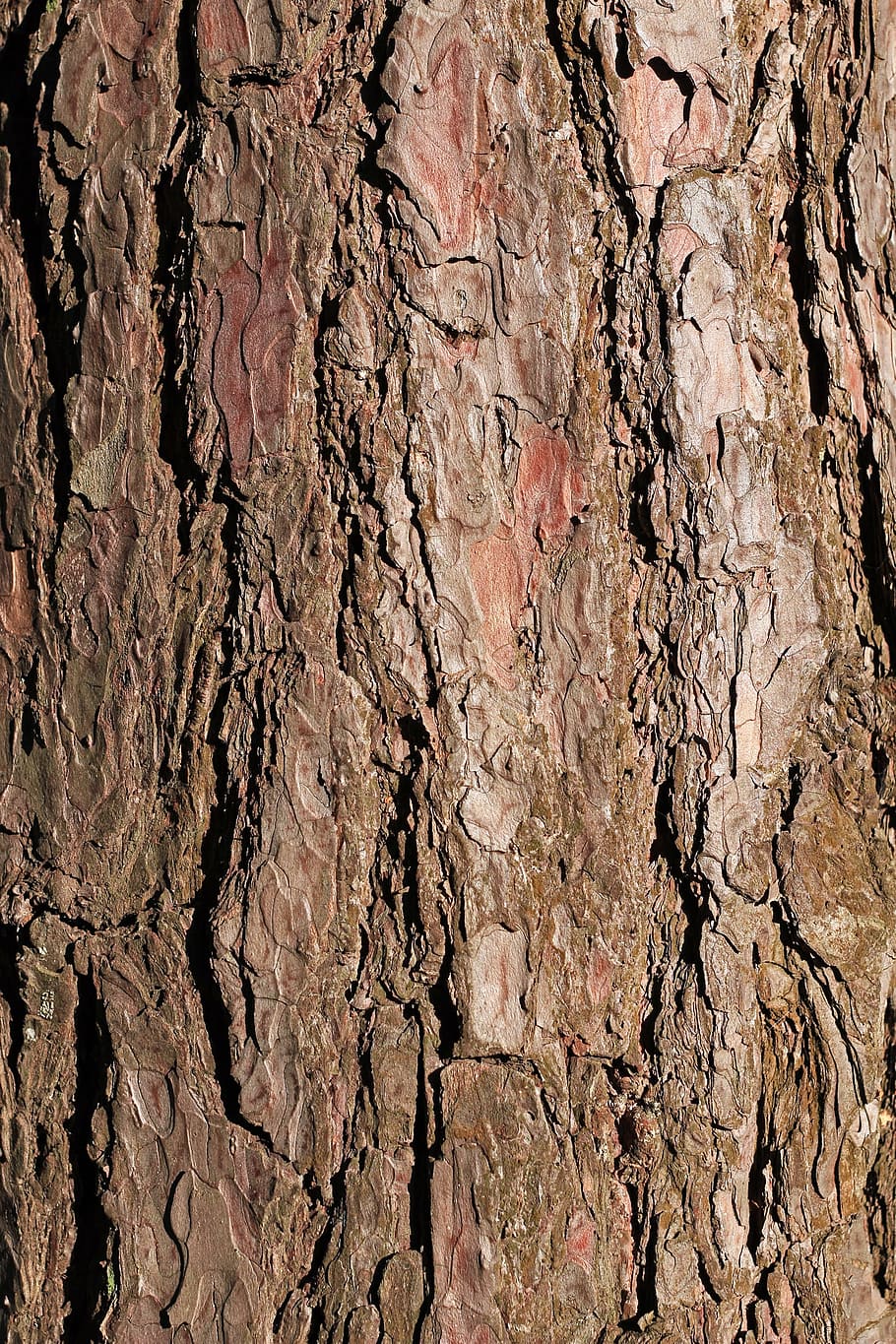 Bark, Pine, Tree, Texture, Background, pine, tree, brown, close, upright, textured