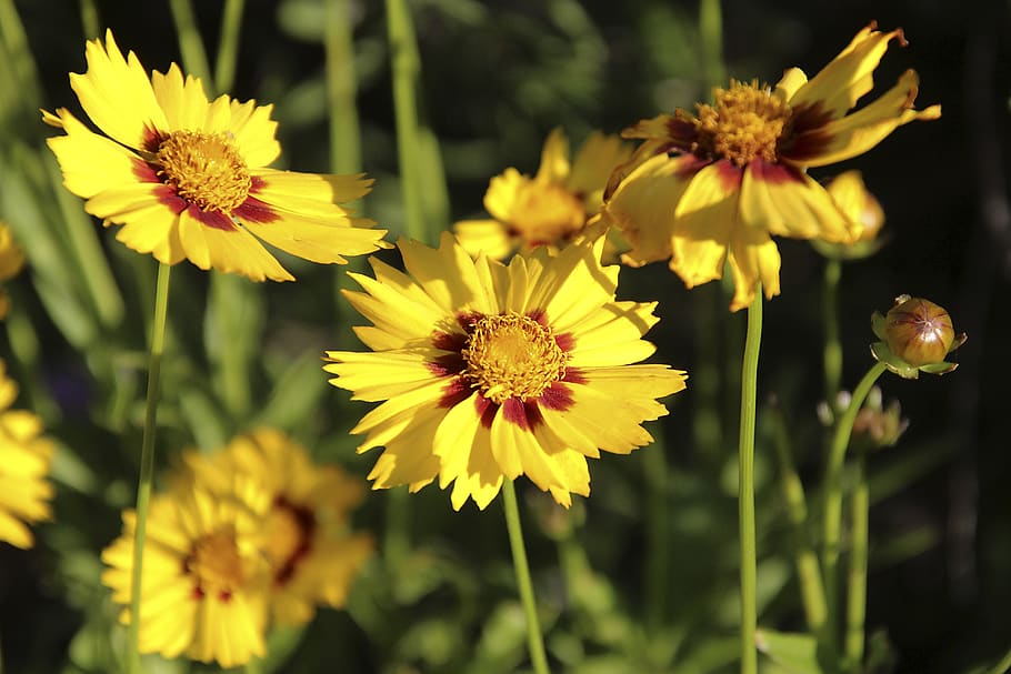 Mädchenauge, amarillo, floración, naturaleza, jardín, verano, brillante, de cerca, polen, coreopsis