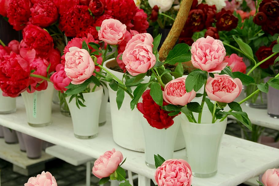 rosa, rojo, flores de pétalos, rosa silvestre, rosas, rosa abierta, rosa inglesa, familia rosa, espectáculo de jardín estatal, bayreuth