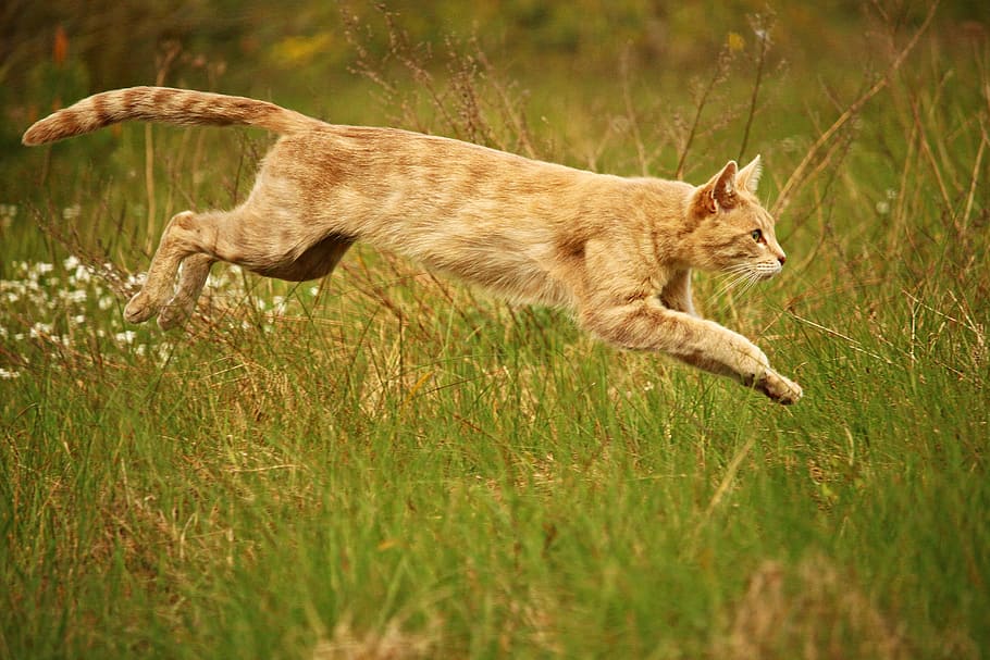 oranye, kucing betina, kucing, melompat, mieze, anak kucing, kucing ras, kucing harimau, mackerel, kucing domestik