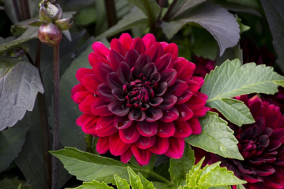 dahlia, flower, plant, garden, blossom, bloom, summer, close up, flowering plant, beauty in nature