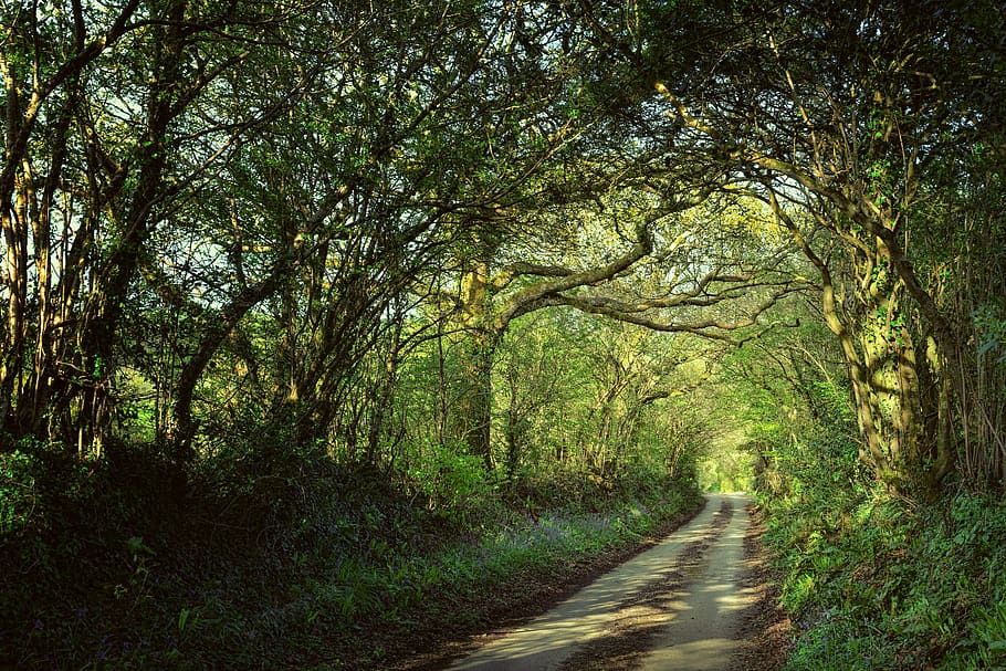 away, avenue, forest, passage, cornwall, england, trees, spring, landscape, nature
