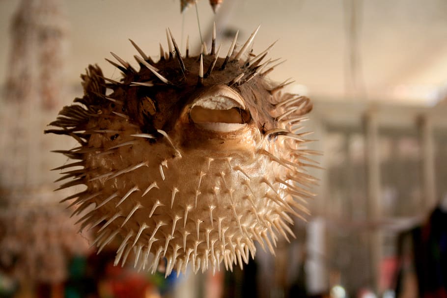 puffer fish, mexico, crafts, dissected, skeleton, animal, traditional, beach, sea, decoration