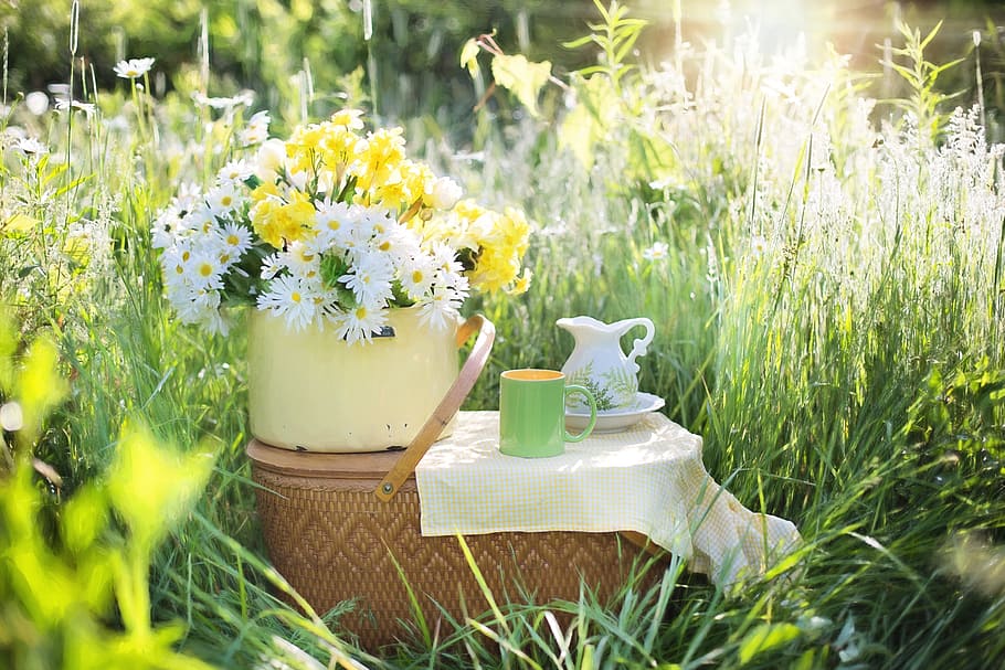 photography, daisy flowers, white, ceramic, container, wicker, brown, picnic basket, Daisy, flowers