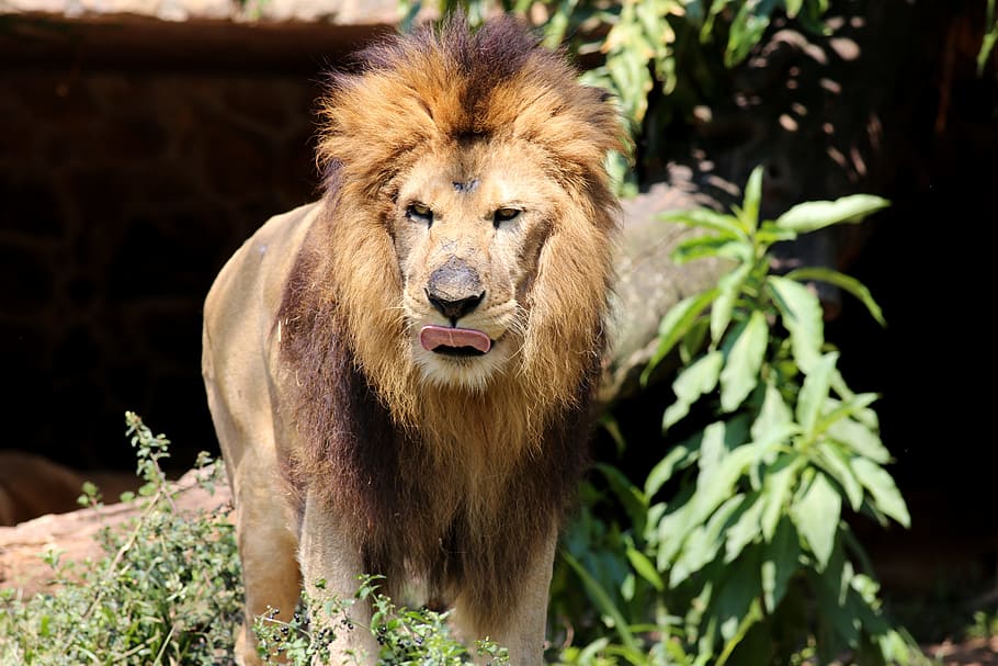 lion, king of the jungle, animal, carnivore, brave, wild, animal themes, mammal, animal wildlife, one animal