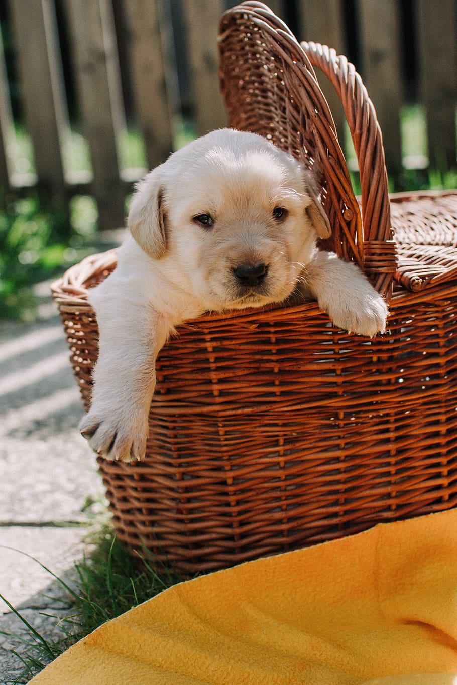 Perro perros, cachorro, animal, mascota, cesta, lindo, blanco, canino, retriever, labrador