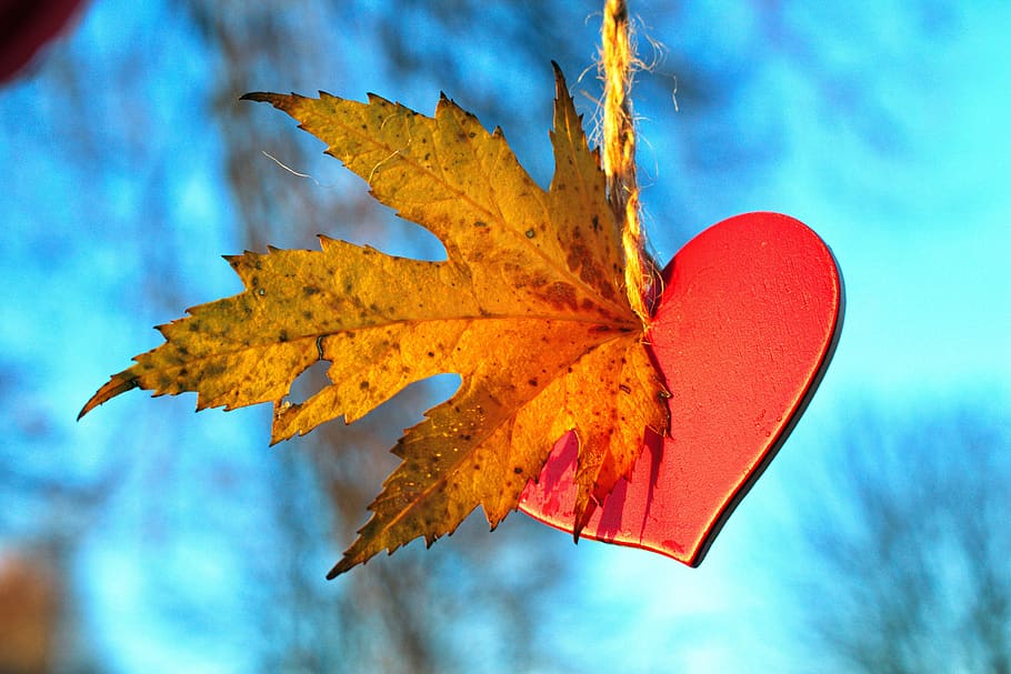 blue sky, love, heart, autumn, leaves, romantic, dream, nature, romance, sun