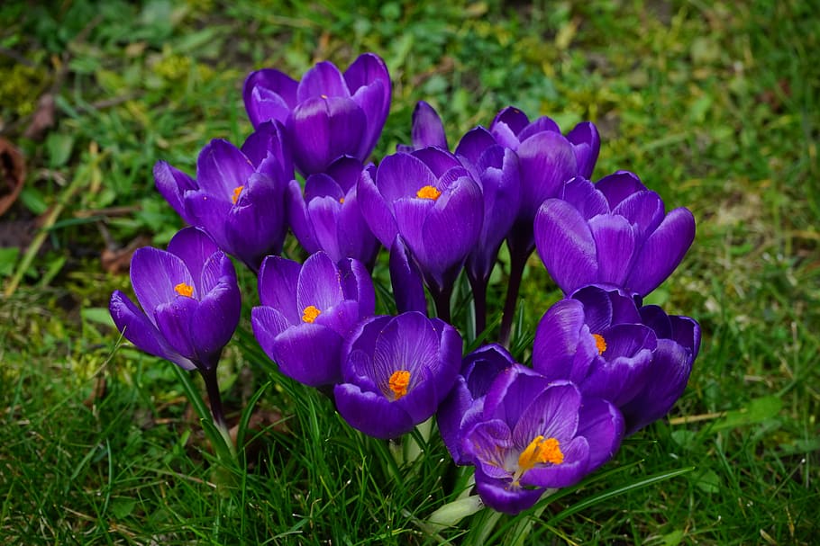 açafrão, flores, roxo, fechar, primavera, colorido, cor, violeta, natureza, tulipa