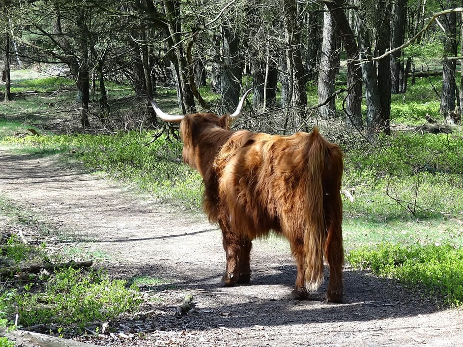 Scottish Highlander, Beef, highlander, nature, cows, oxen, landscape, mammal, calves, cow