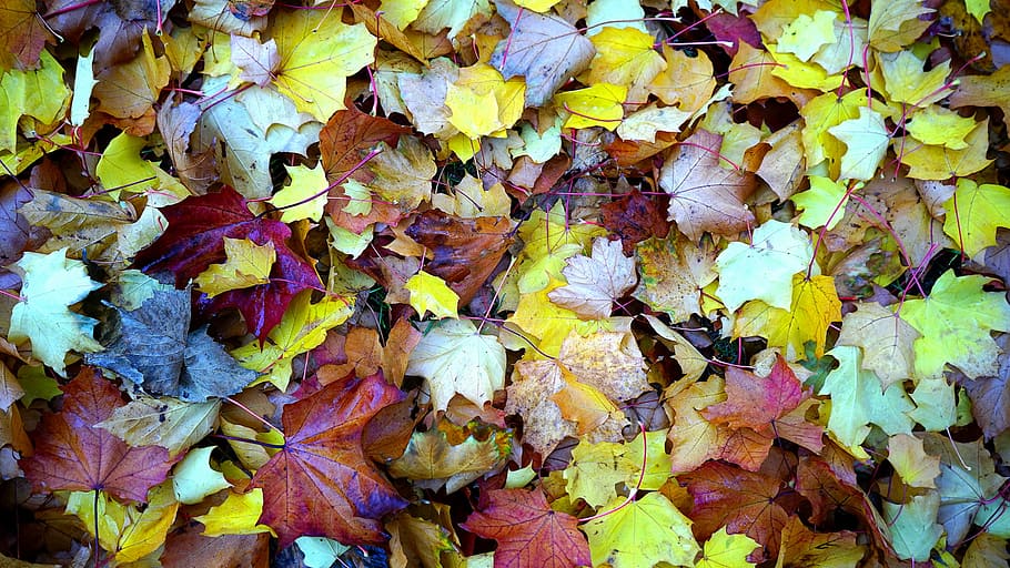pilha de folhas, natureza, plantas, árvores, folhas, cores, outono, folha, temporada, amarelo