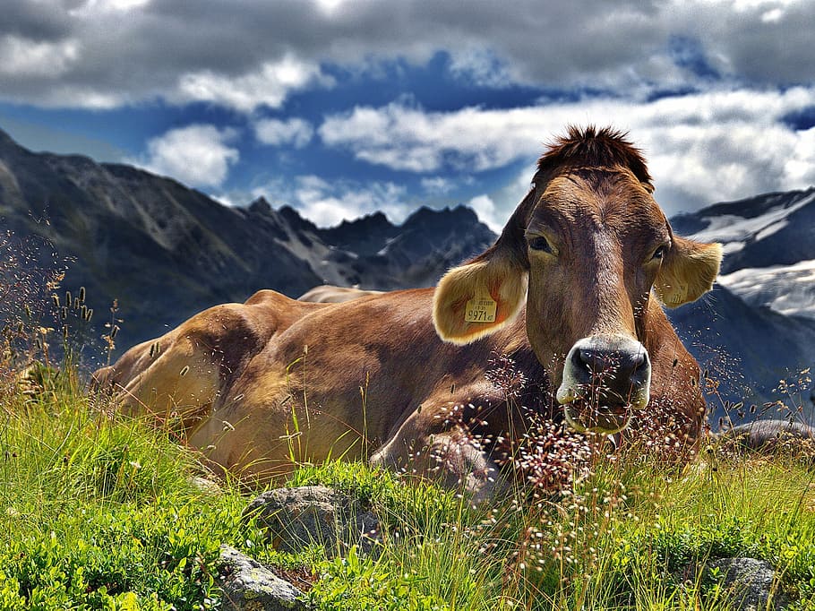 marrom, vaca, verde, grama, dia, Alpes, montanhas, descanso, nuvens, paisagem