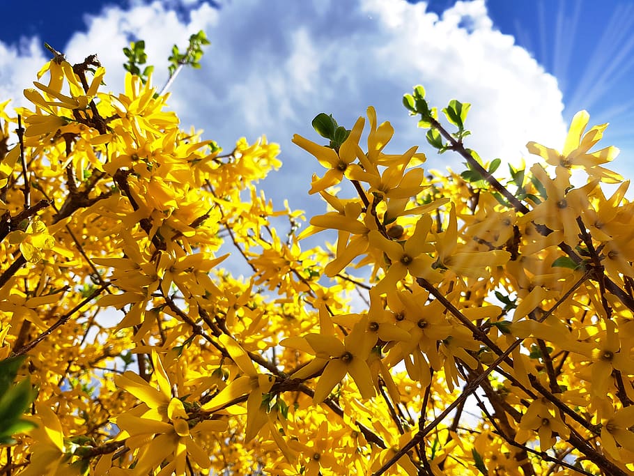 forsythia, arbusto, jardín forsythia, lila dorada, campanas doradas, flor, floración, forsythienblüte, primavera, lenz