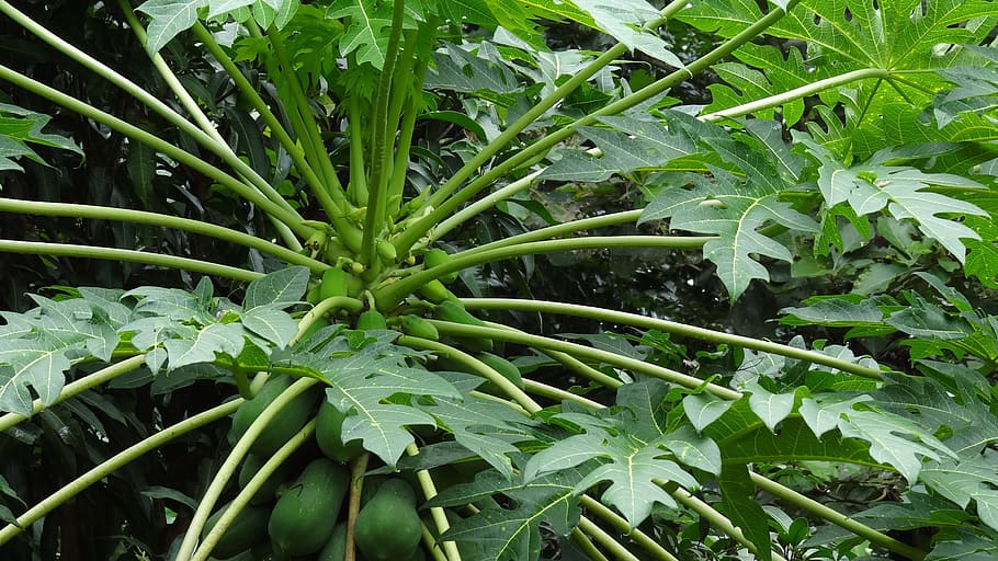 papaya, árbol frutal tropical, caricaceae, papaw, parte de la planta, hoja, crecimiento, planta, color verde, belleza en la naturaleza