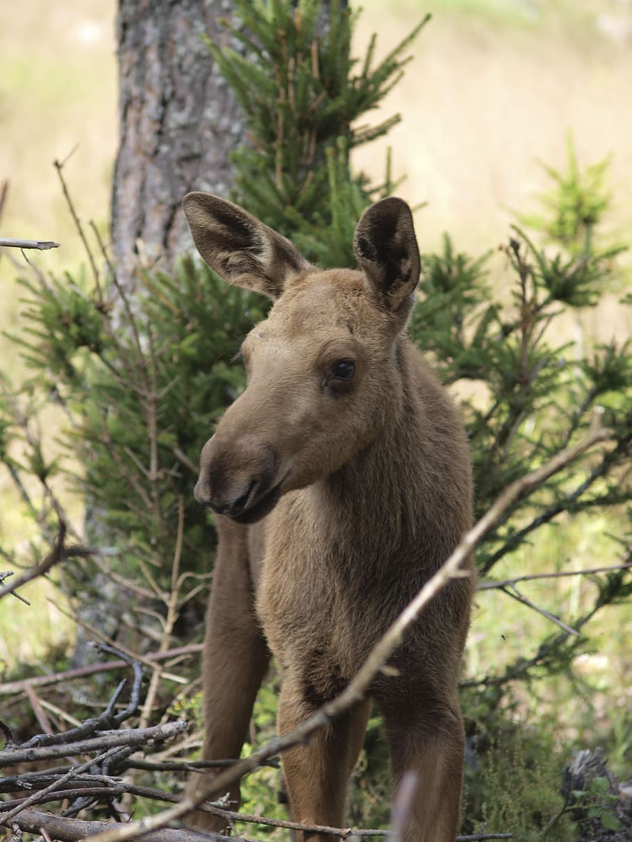 moose calf, moose, anak rusa, hewan muda, muda, swedia, värmland, hewan, mamalia, tema hewan